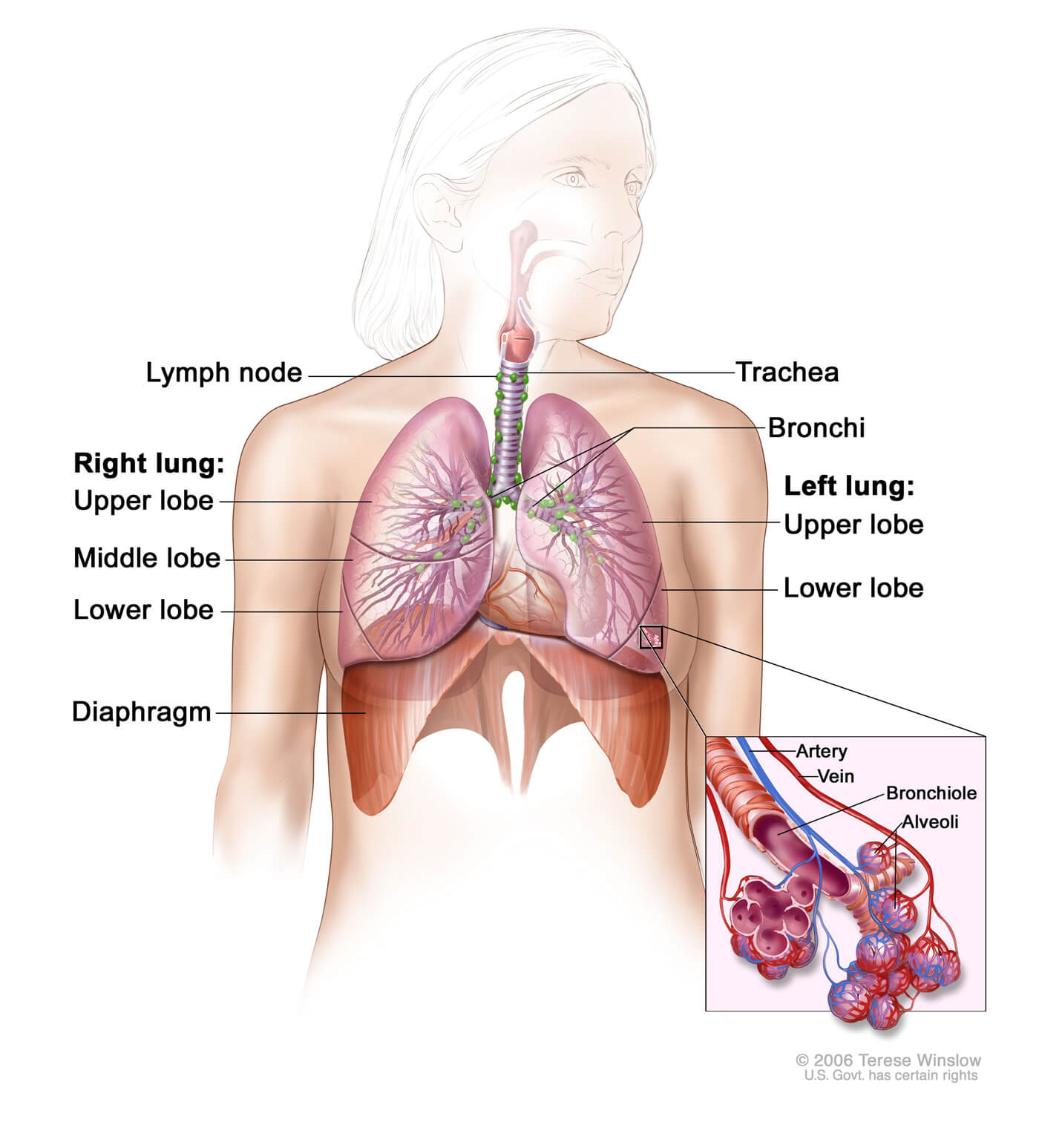 lung lobes